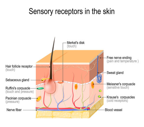 diagram of skin sensory receptors